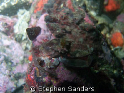 the subject is a crab on a rock in san juans, Washington.... by Stephen Sanders 